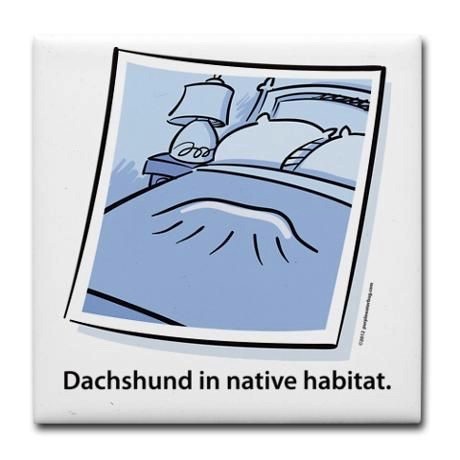 Dachshund In Native Habitat